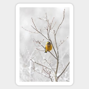 Evening Grosbeak - Algonquin Park Sticker